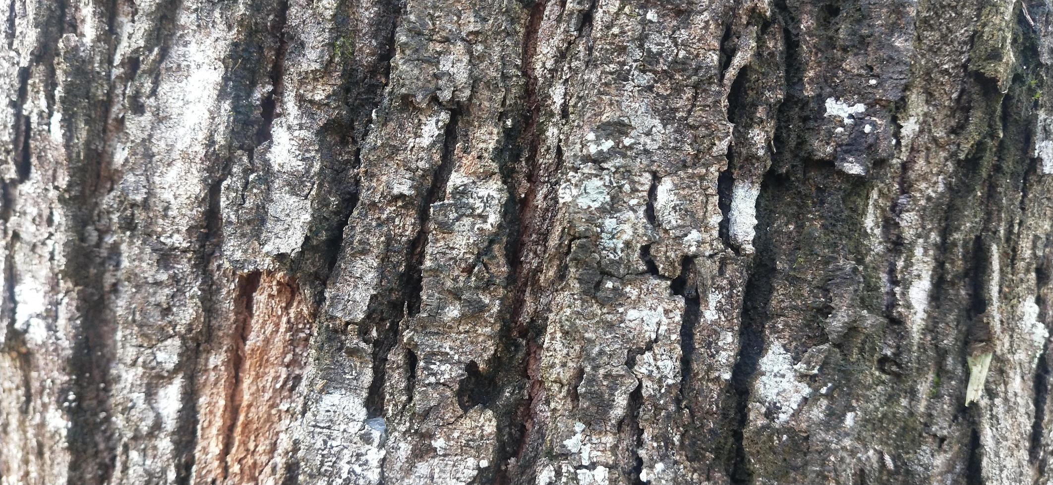 foto del primo piano dello sfondo della trama dell'albero