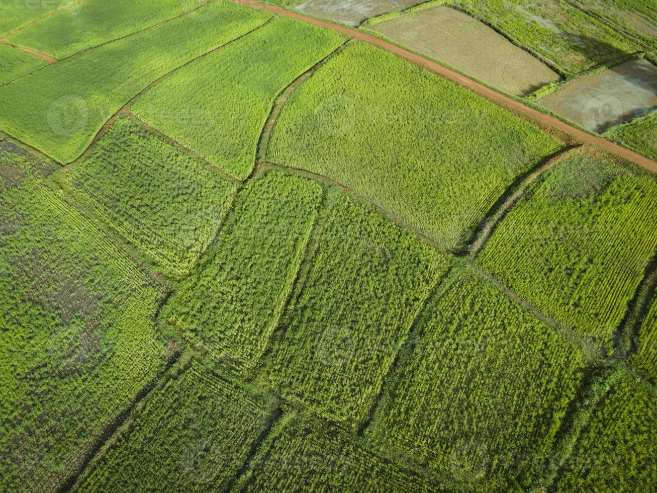 vista aerea campo ambiente foresta natura fattoria agricola sfondo, trama di albero verde vista dall'alto campo di riso dall'alto foto