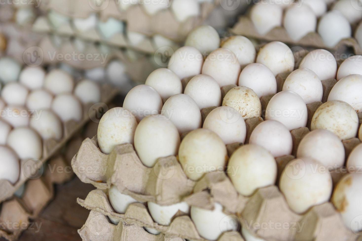produci uova nella fattoria biologica - uova fresche scatola di uova di anatra bianca foto