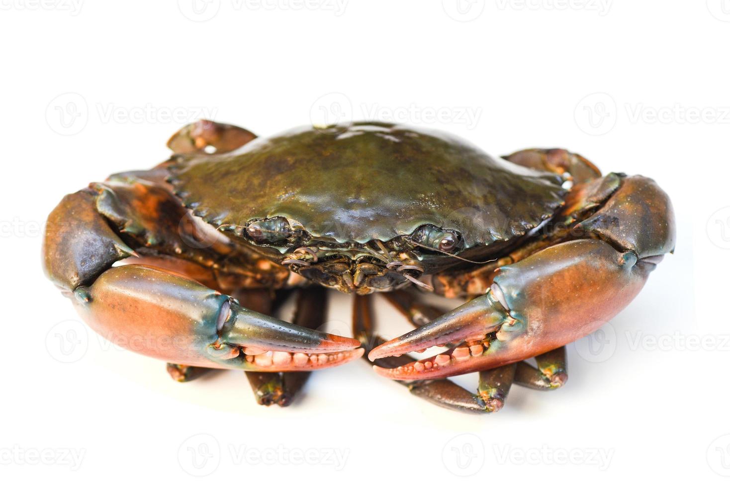 granchio isolato su sfondo bianco, granchio di fango seghettato di frutti di mare freschi. foto