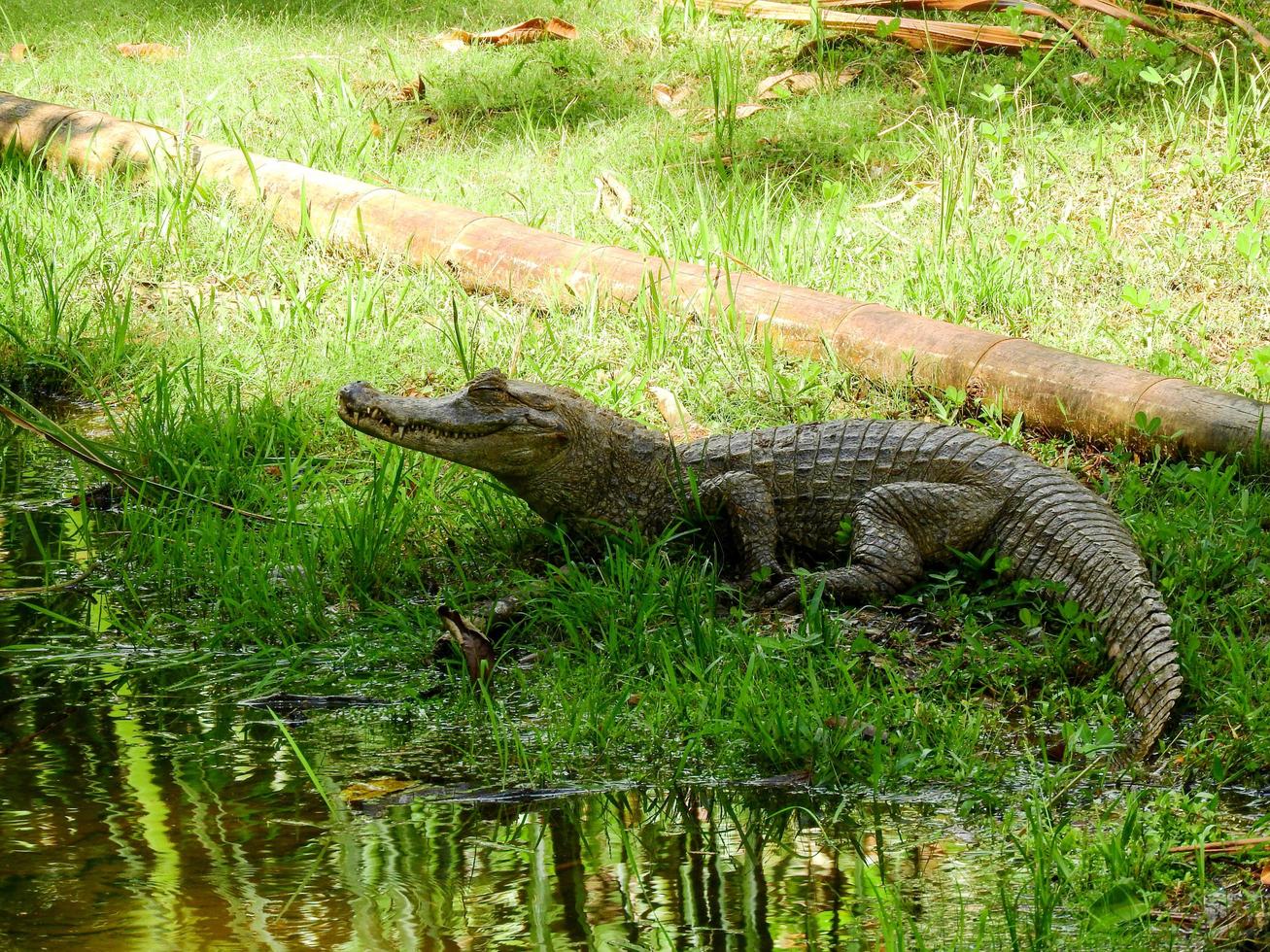 un caimano sulle rive di una laguna, amazzonia, ecuador foto