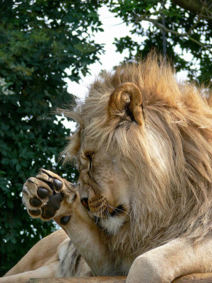 un maestoso leone seduto su una piattaforma di legno foto