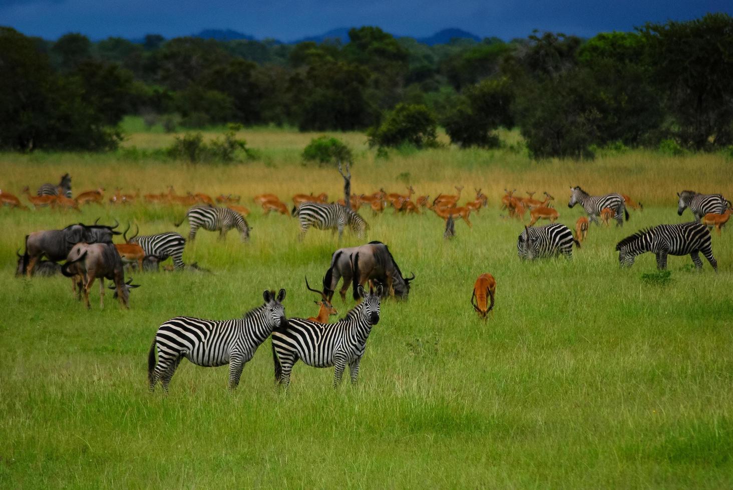 pianure dell'africa foto