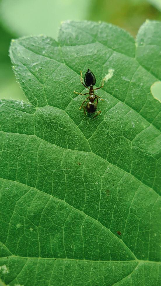 formica nera sulla foglia verde foto