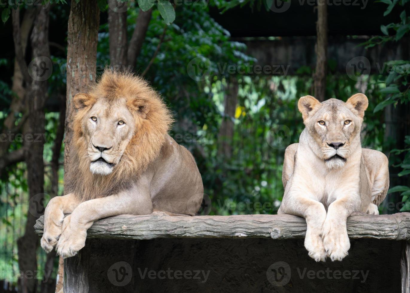 leone maschio e femmina sdraiati insieme foto