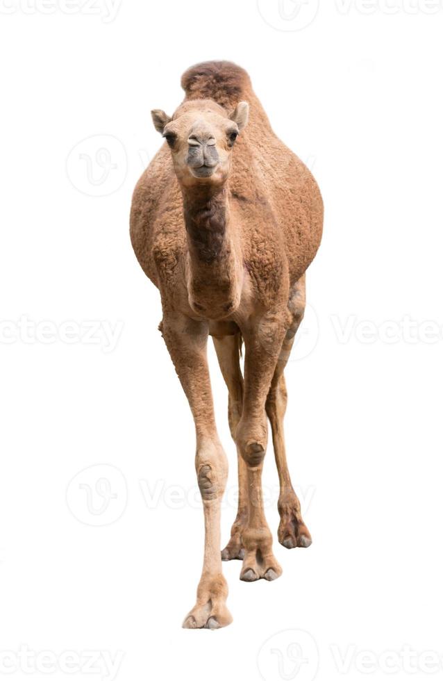 cammello arabo isolato su sfondo bianco foto