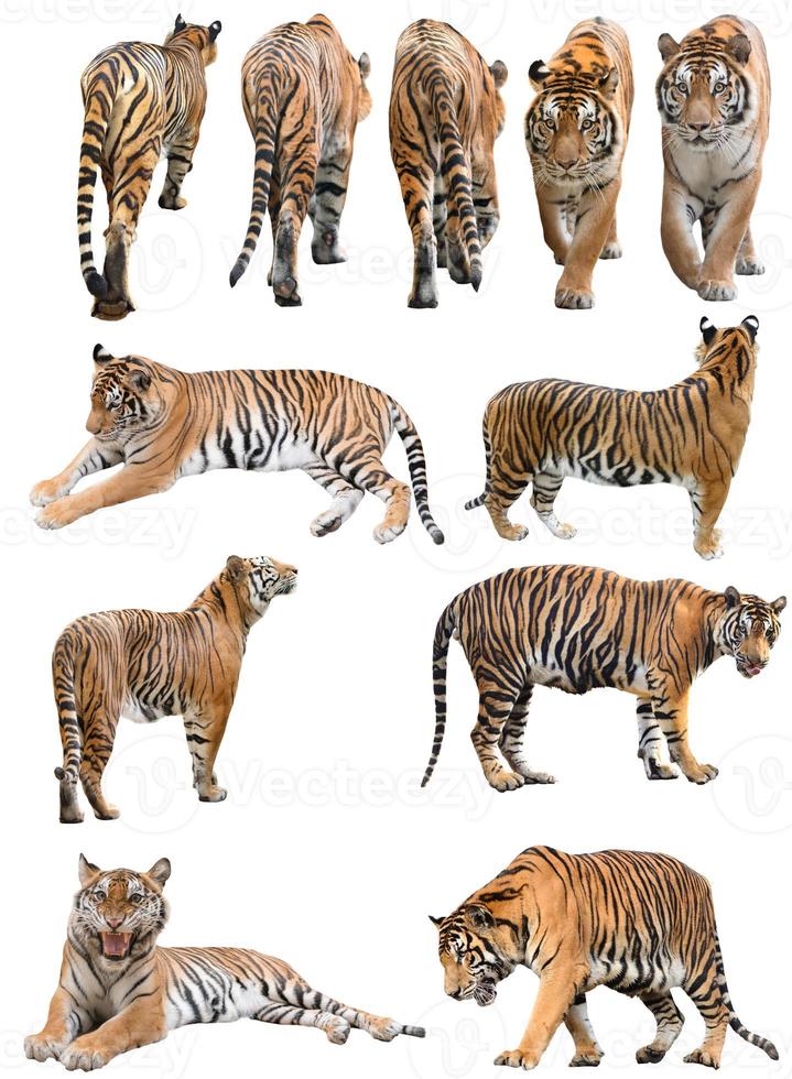 maschio e femmina tigre del Bengala isolato foto