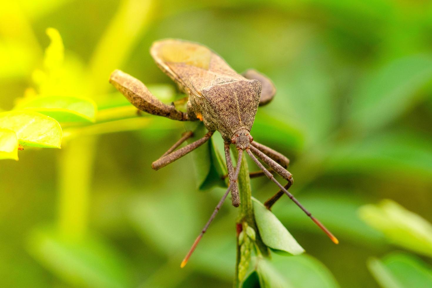 foto ravvicinata di un bellissimo insetto appollaiato su una foglia