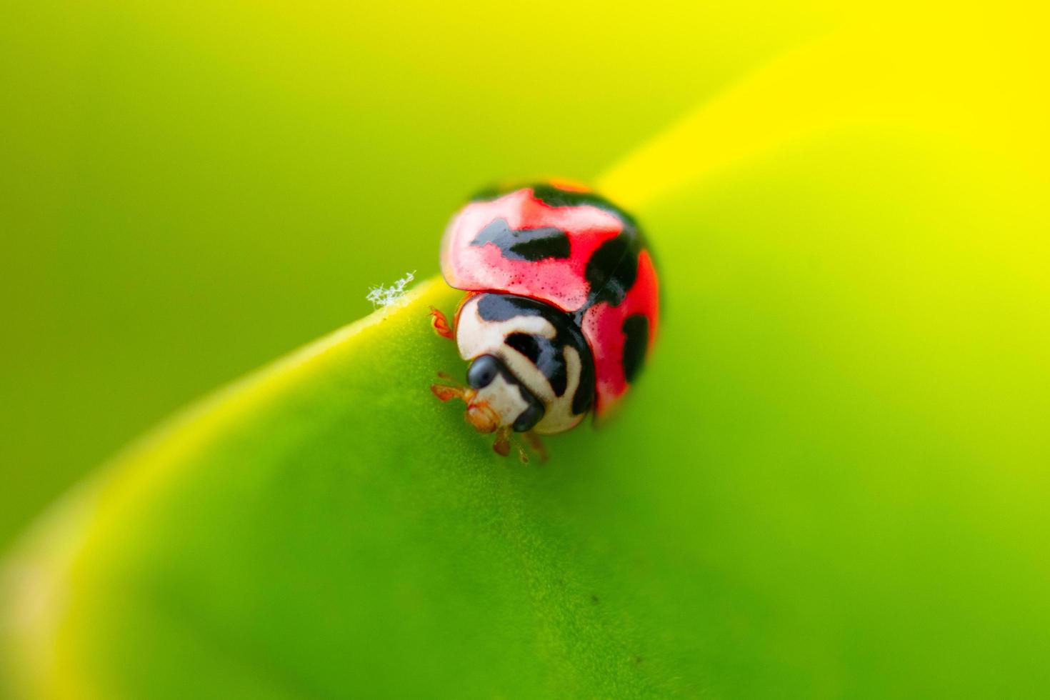 foto ravvicinata di un bellissimo insetto appollaiato su una foglia