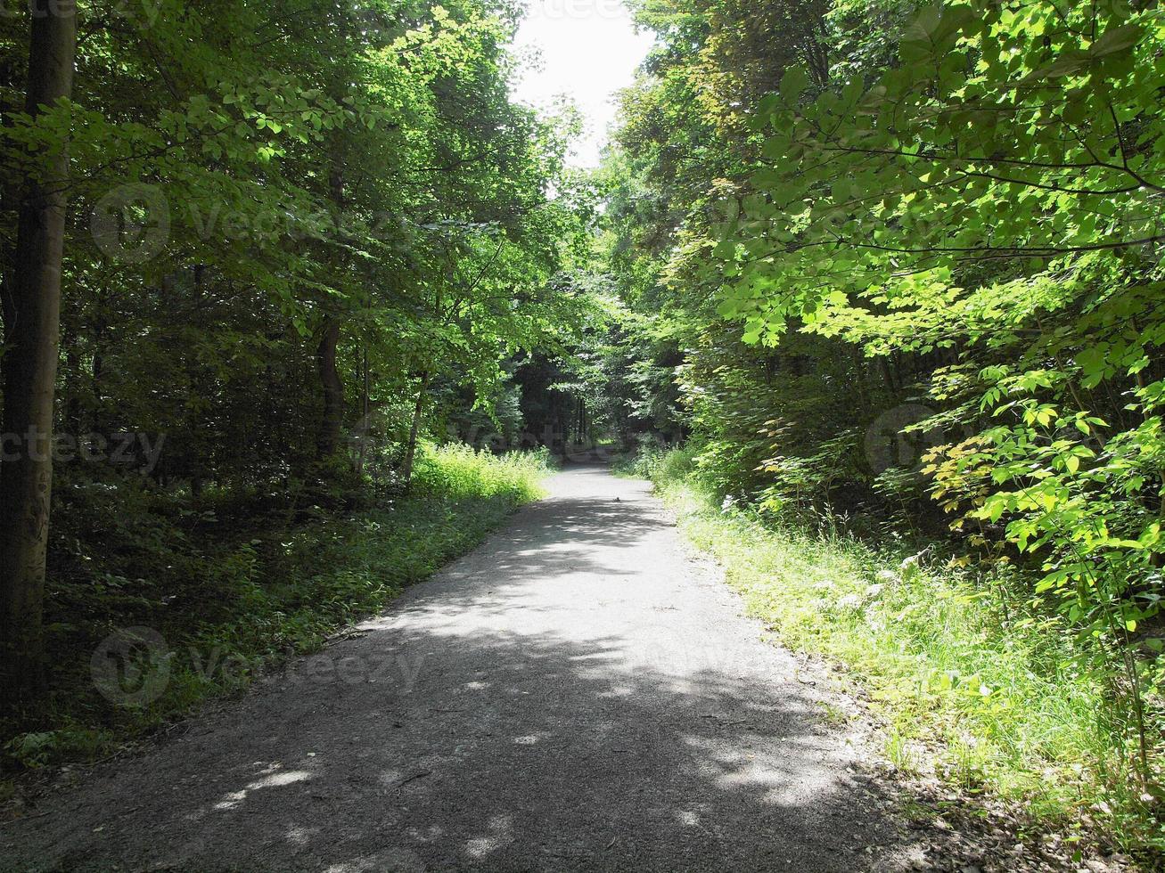 foresta di alberi foto