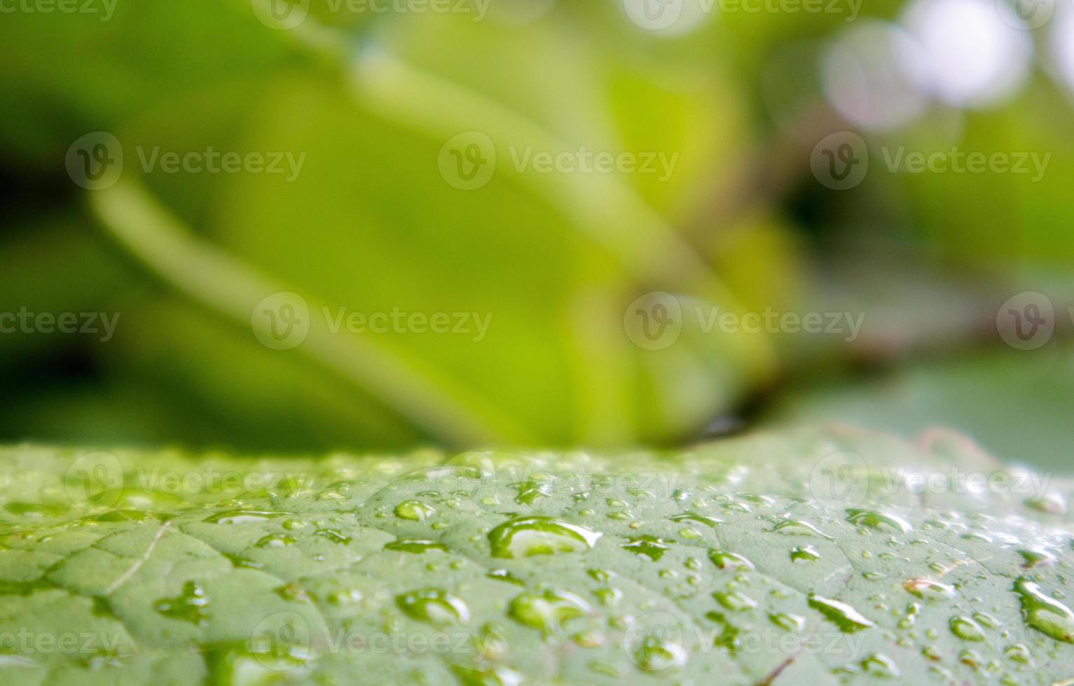 foglie verdi con gocce di pioggia. bellissimo sfondo sfocato naturale verde con spazio di copia. colpo del primo piano con il fuoco selettivo sulle foglie coperte di gocce di rugiada. foto