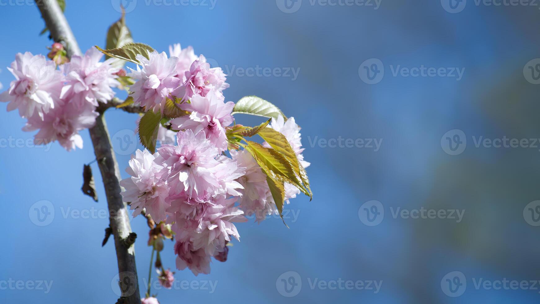 ramo di rosa sakura o ciliegia fiorire fiori nel pieno fioritura foto