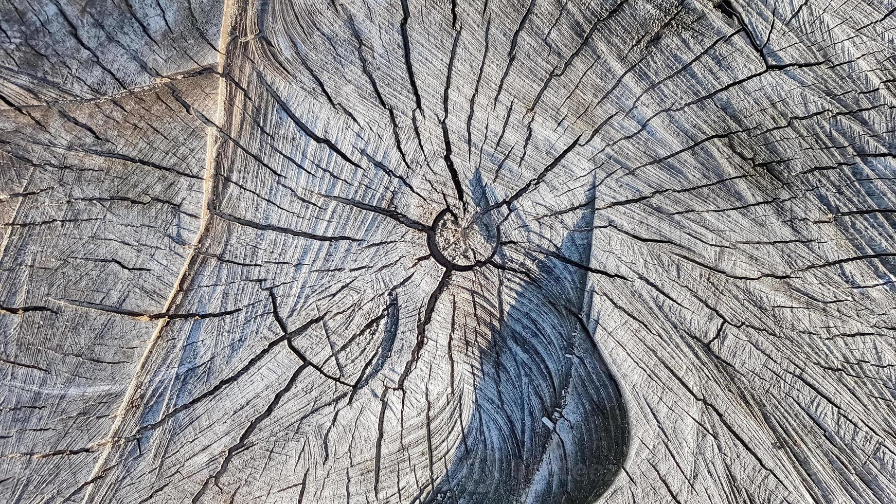 vecchio ceppo di legno, fondo di struttura di legno. albero segato con crepe. albero tagliato rotondo con anelli annuali come una trama di legno foto