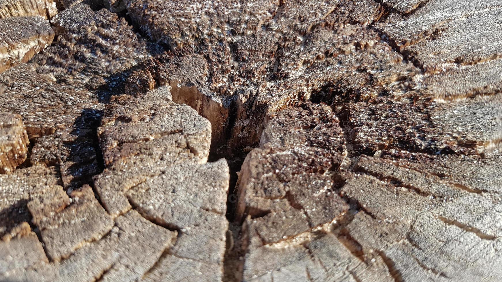 vecchio ceppo di legno, fondo di struttura di legno. albero segato con crepe. albero tagliato rotondo con anelli annuali come struttura di legno. foto