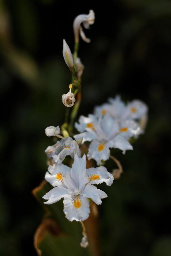 fiori di iris bianco foto