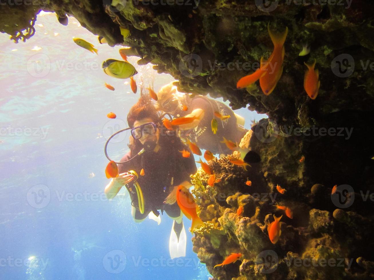 ragazza scuba diver esplora la barriera corallina del mar rosso in egitto. gruppo di pesci corallini in acqua blu. giovane donna scuba diving su una bellissima barriera corallina foto