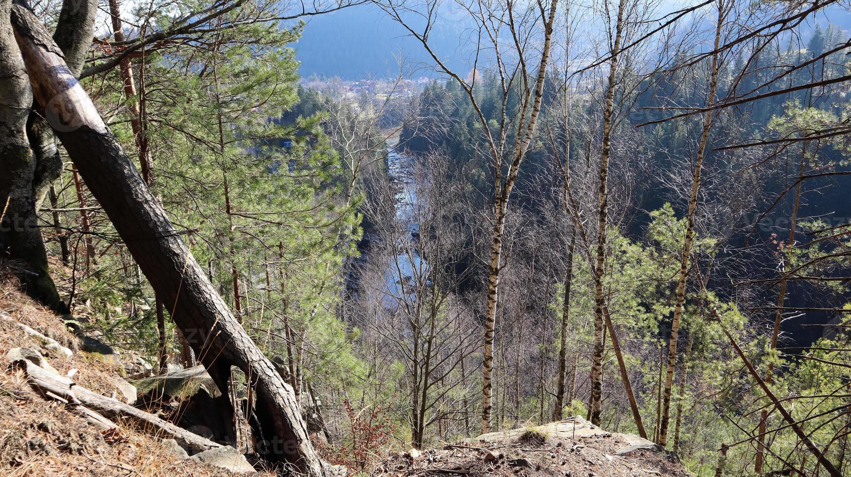 percorso turistico sentiero colomba. Rocce pittoresche su un sentiero escursionistico in una montagna forestale vicino al villaggio di yaremche in autunno. bella pineta in una giornata di sole. ucraina, carpazi foto