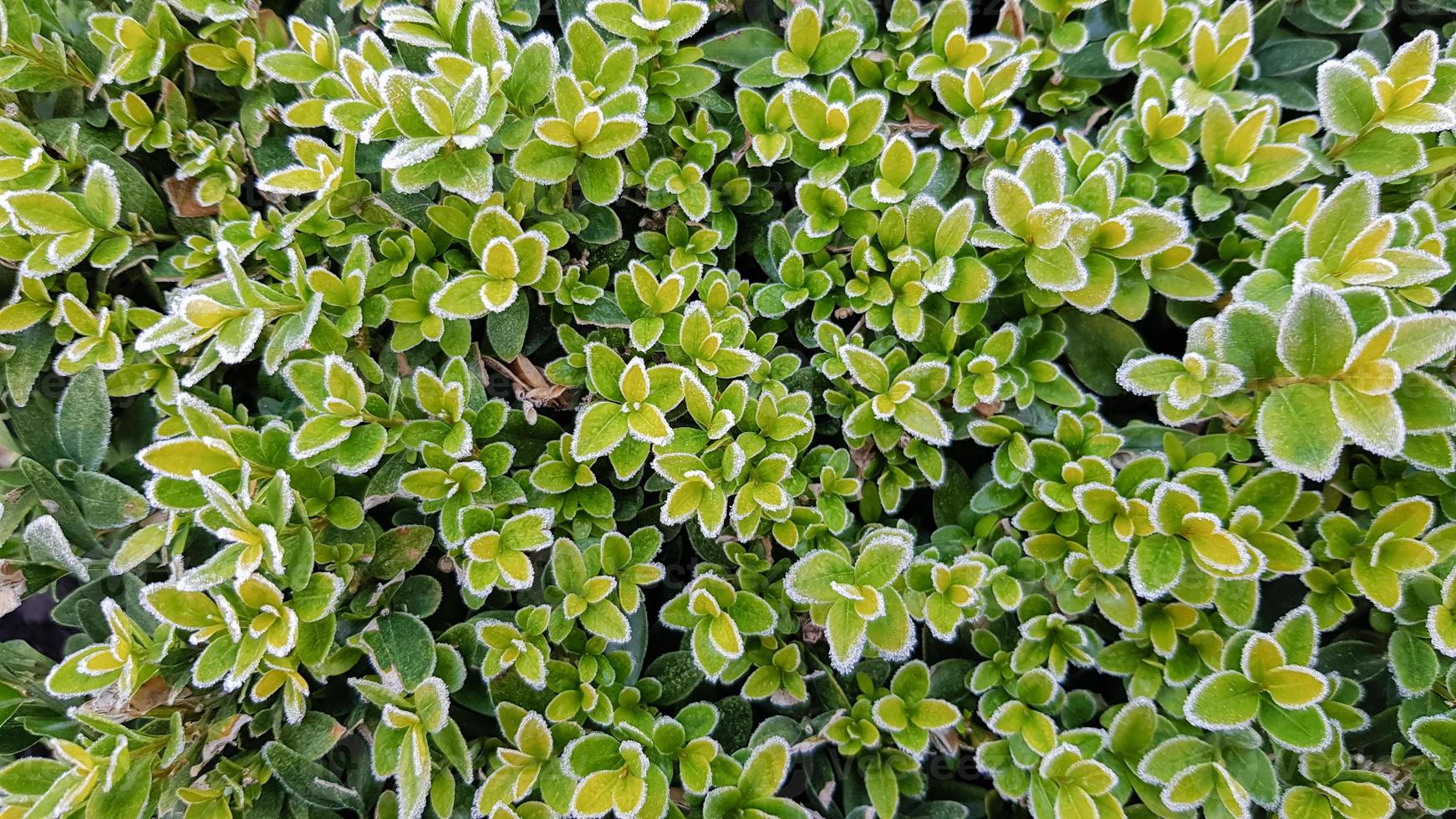 primo gelo su cespugli verdi, vista dall'alto. le foglie verdi sui rami del cespuglio sono bordate di brina. bellissimo sfondo o carta da parati. foto