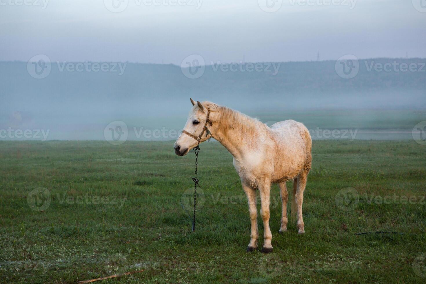 paesaggio con bellissimo natura nel il villaggio nel il repubblica di moldova. nazione vita. Moldavia, un' piccolo nazione con un' grande cuore nel orientale Europa. foto