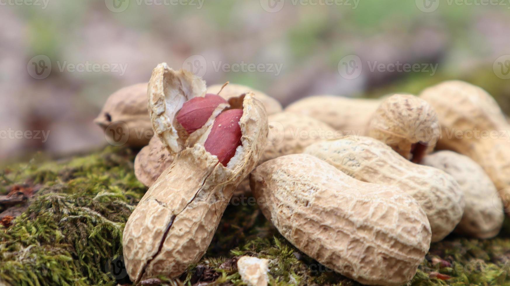 intere arachidi crude non sbucciate in bucce marroni nella trama del guscio su un bellissimo sfondo naturale nella foresta si trova in un mucchio su un albero, all'aperto in una soleggiata giornata estiva. foto