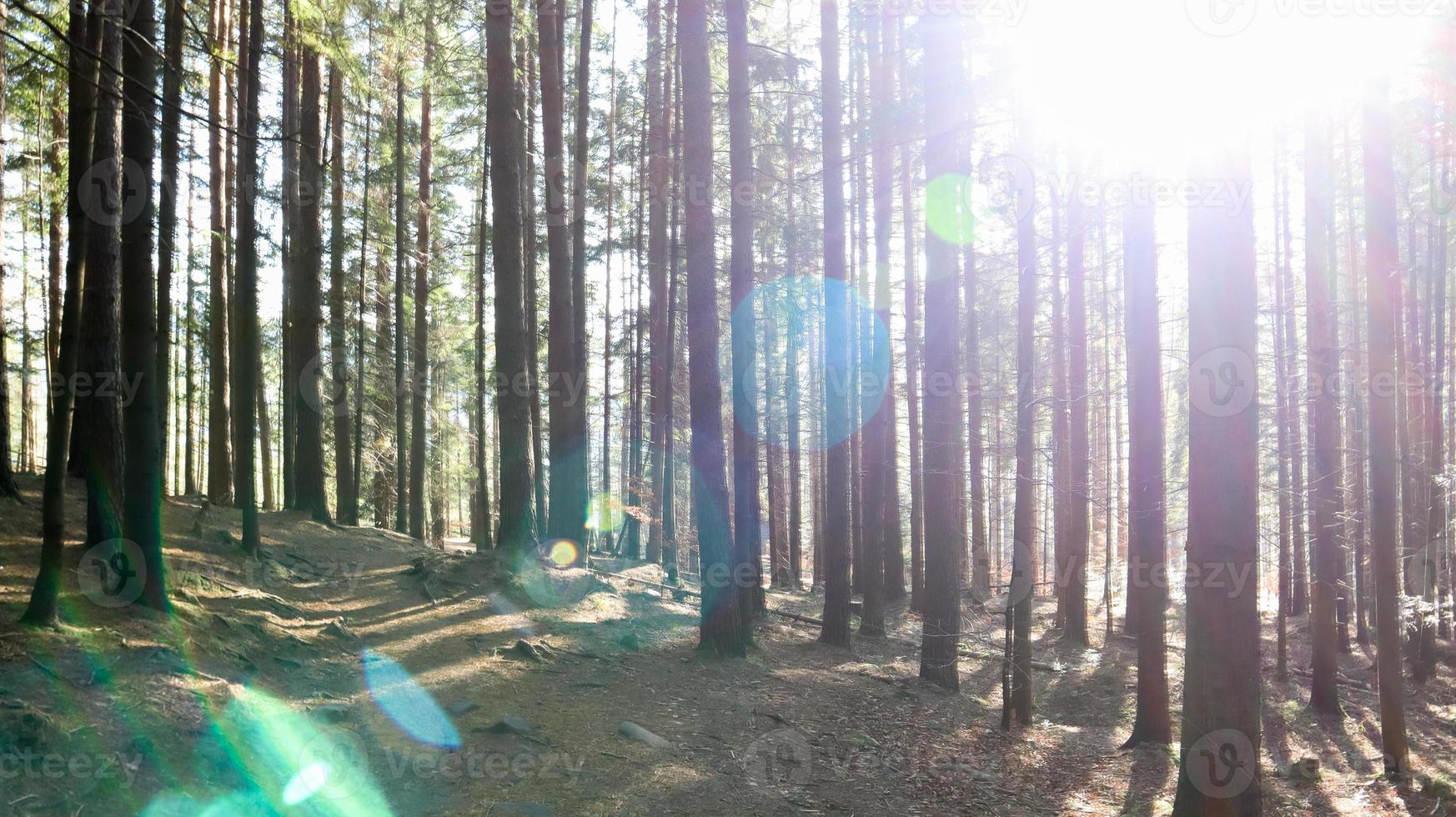 percorso turistico sentiero colomba. Rocce pittoresche su un sentiero escursionistico in una montagna forestale vicino al villaggio di yaremche in autunno. bella pineta in una giornata di sole. ucraina, carpazi foto