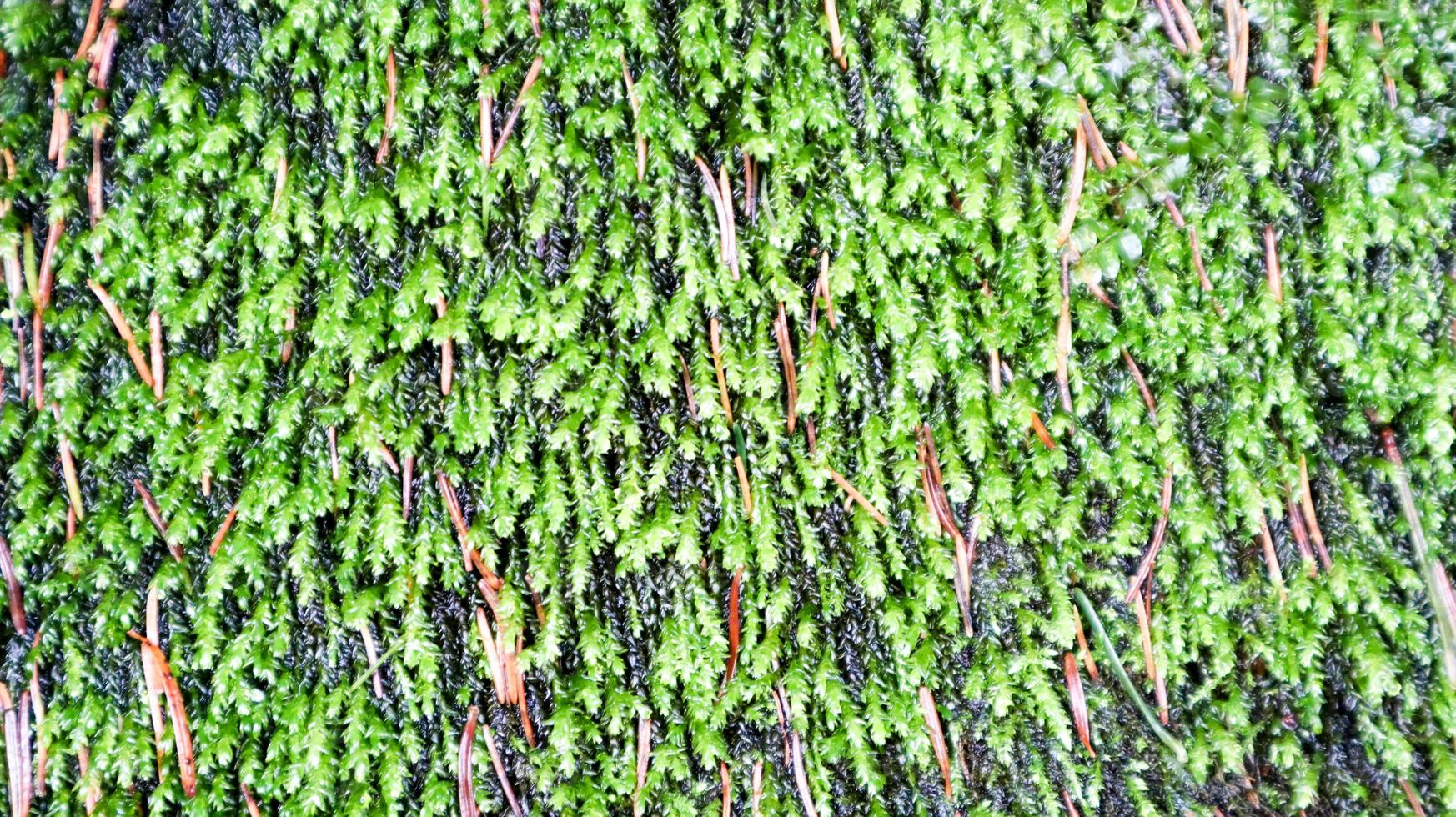 trama verde muschio. sfondo di muschio. muschio verde su una trama di pietra grigia. sfondo con copia spazio. bella trama in natura foto