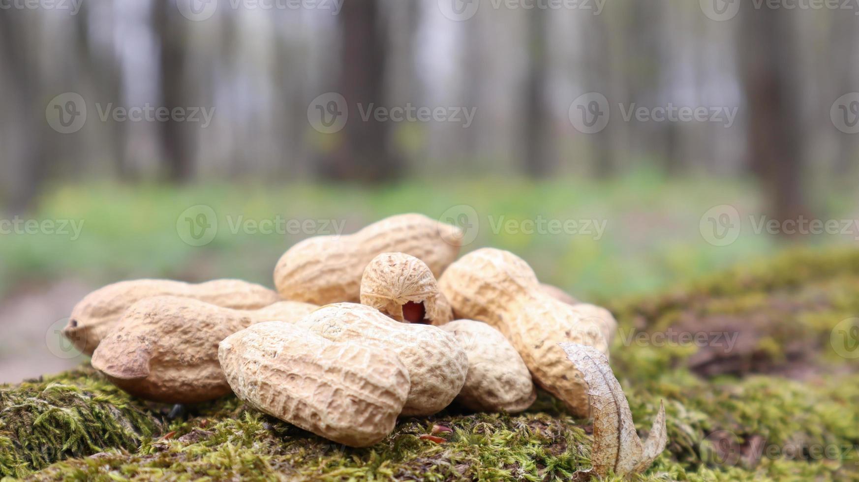 intere arachidi crude non sbucciate in bucce marroni nella trama del guscio su un bellissimo sfondo naturale nella foresta si trova in un mucchio su un albero, all'aperto in una soleggiata giornata estiva. foto