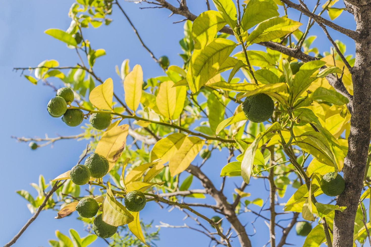 lime limone nei giardini di città del capo, sud africa. foto