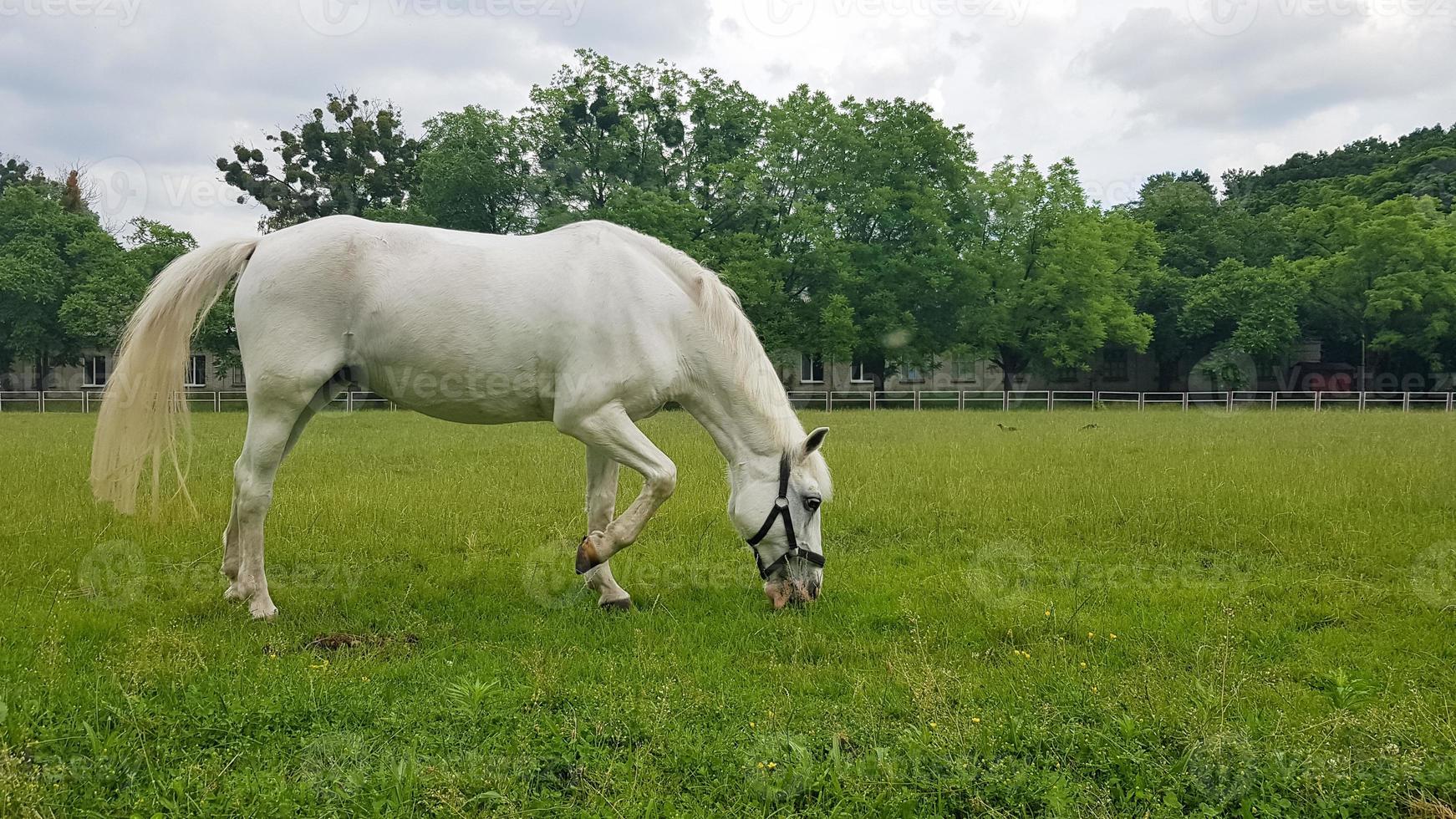 bellissimo cavallo bianco che si alimenta in un pascolo verde. cavallo carino che mangia erba nel prato in una giornata di sole estivo. animali domestici. copia spazio foto