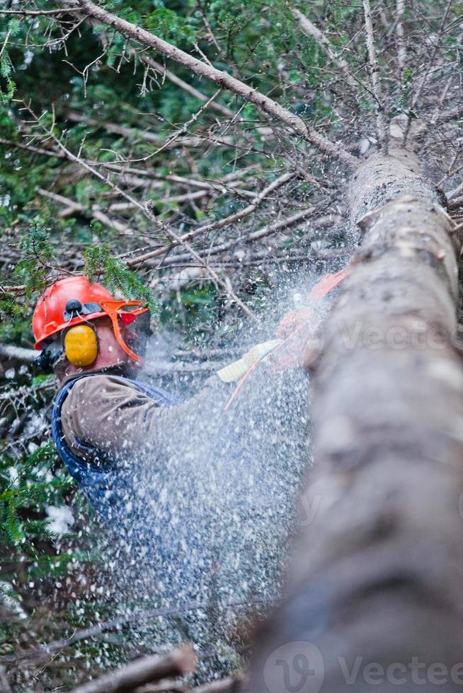 boscaiolo professionista che taglia un grande albero nella foresta foto