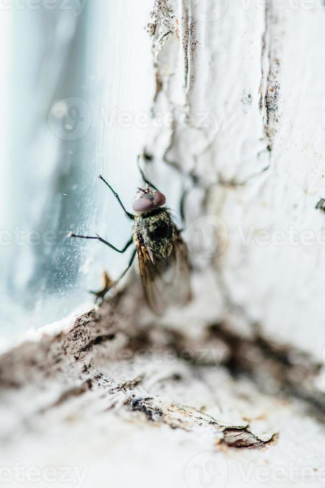 brutta mosca domestica in una finestra foto