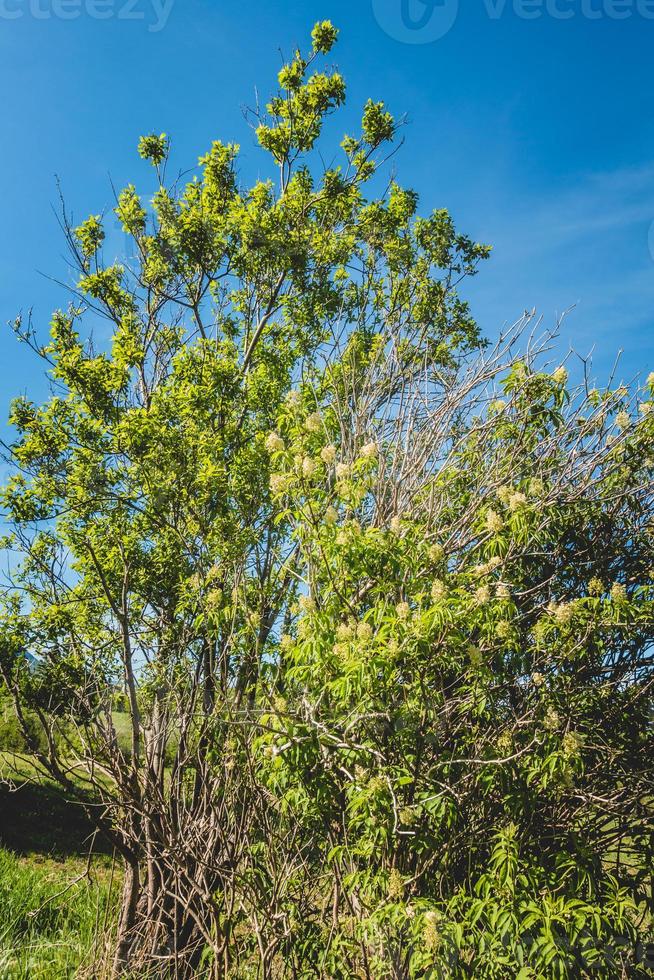 fiore di sambuco bianco del cespuglio verde foto