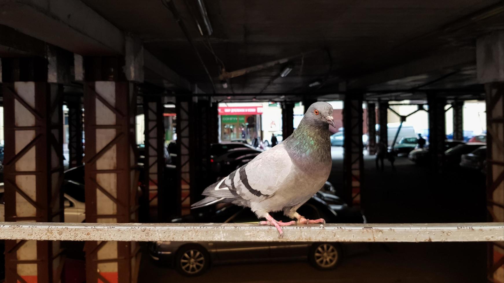 una colomba si siede su una recinzione in un parcheggio. chiamati anche piccioni di città, piccioni di città o piccioni di strada. uccello selvatico in un parcheggio di sfondo sfocato. foto