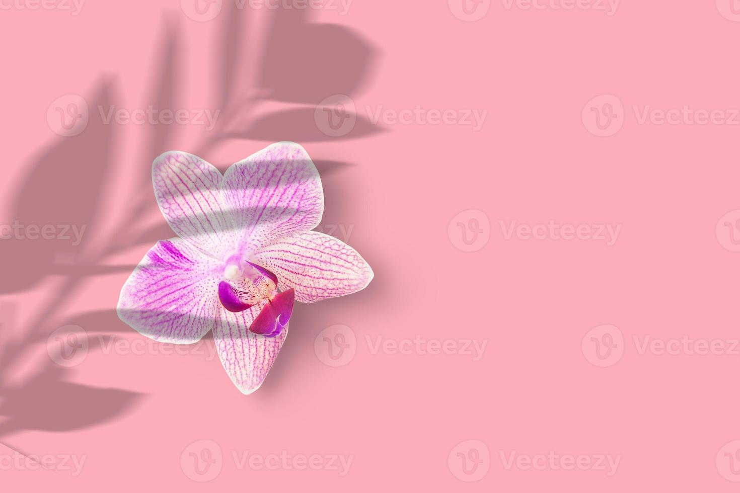 Close-up di rosa orchidea cymbidium fiore isolato su sfondo rosa. foto