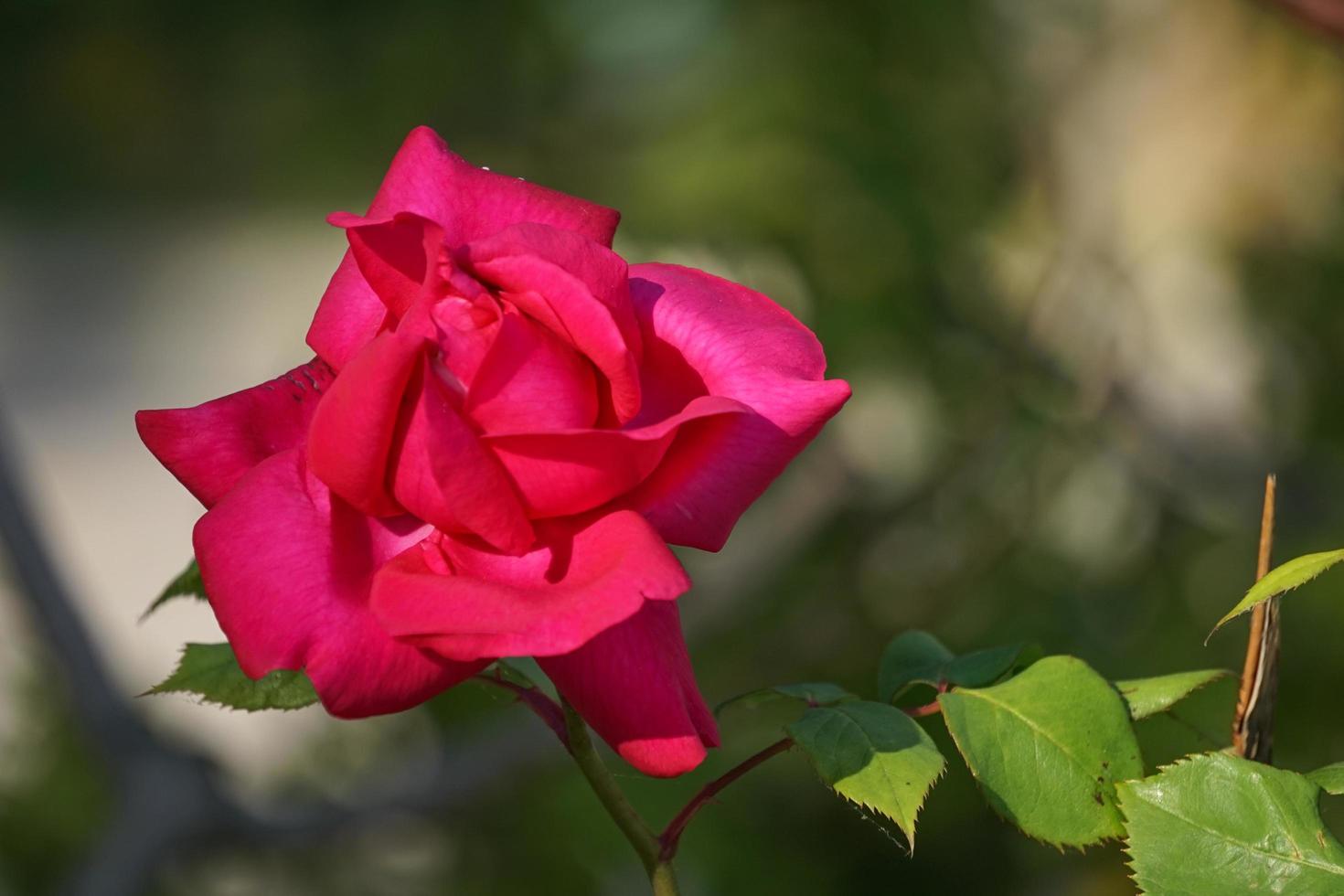 fiore lussureggiante rosa rossa su uno sfondo verde sfocato foto