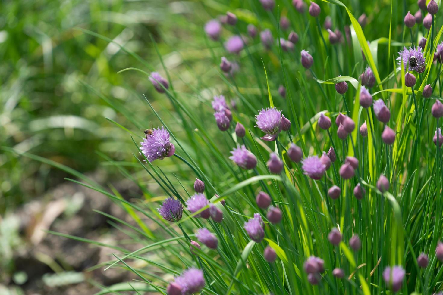 i gambi di cipollotto selvatico con soffici fiori viola foto