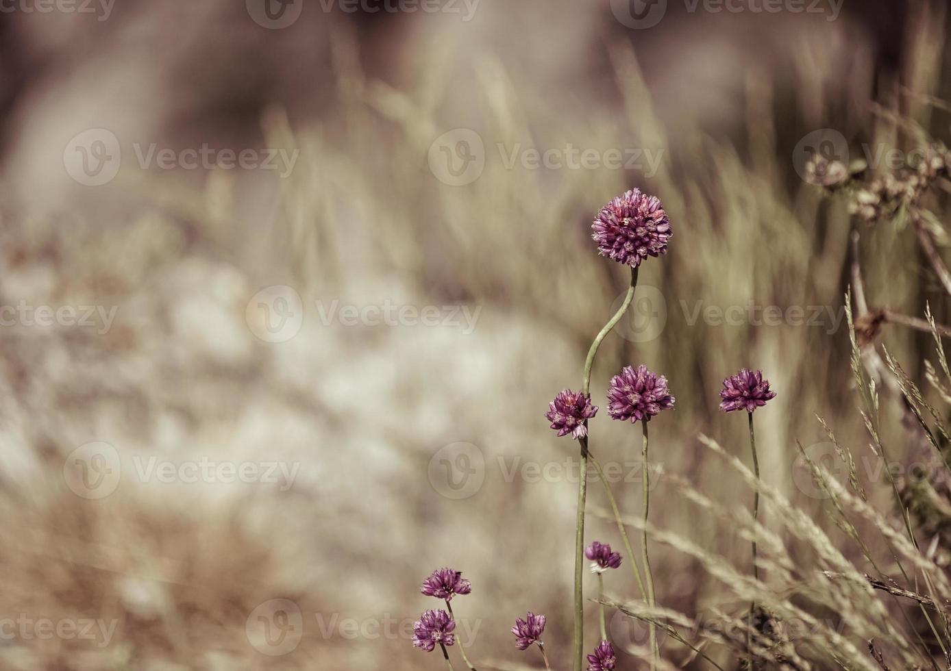 sfondo naturale con erba gialla e fiori foto