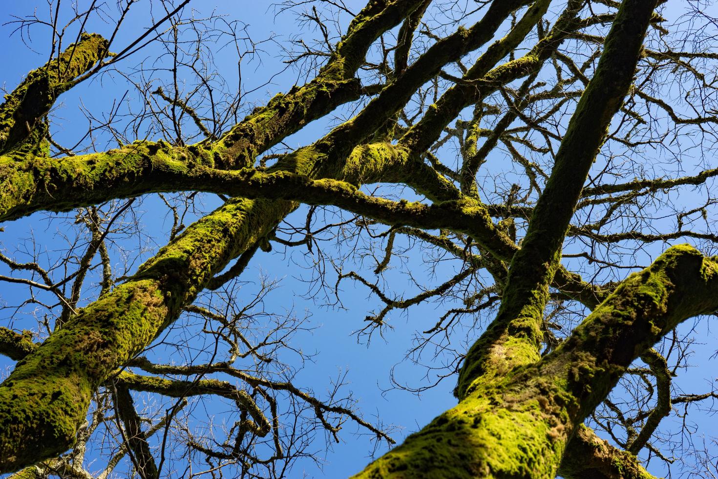 sfondo naturale con tronchi d'albero ricoperti di muschio verde brillante. foto