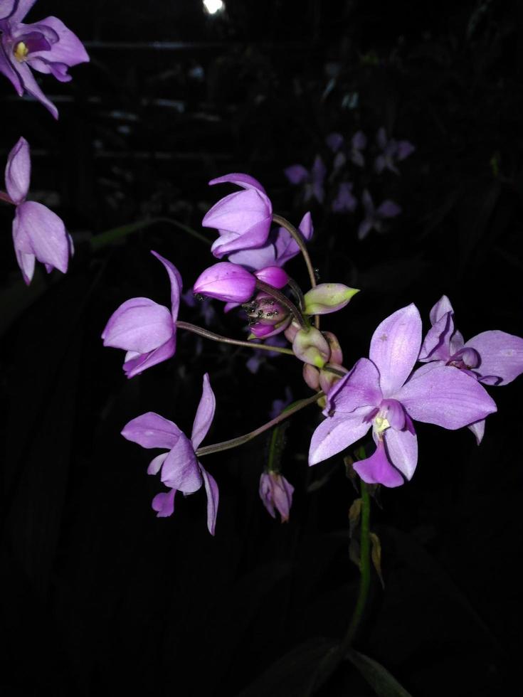 fiore di orchidea viola con sfondo scuro foto