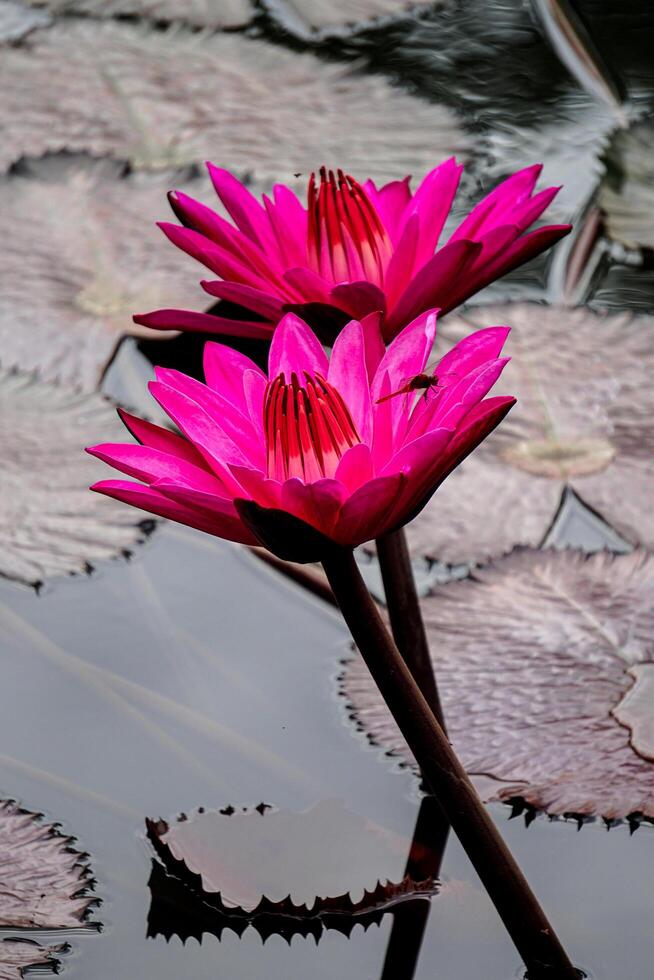 nymphaea pubescens, noto anche come lotus o ninfea o teratai. il fiore rosa rosso vive nell'acqua. bellissimo fiore in fiore che galleggia sullo stagno. foto