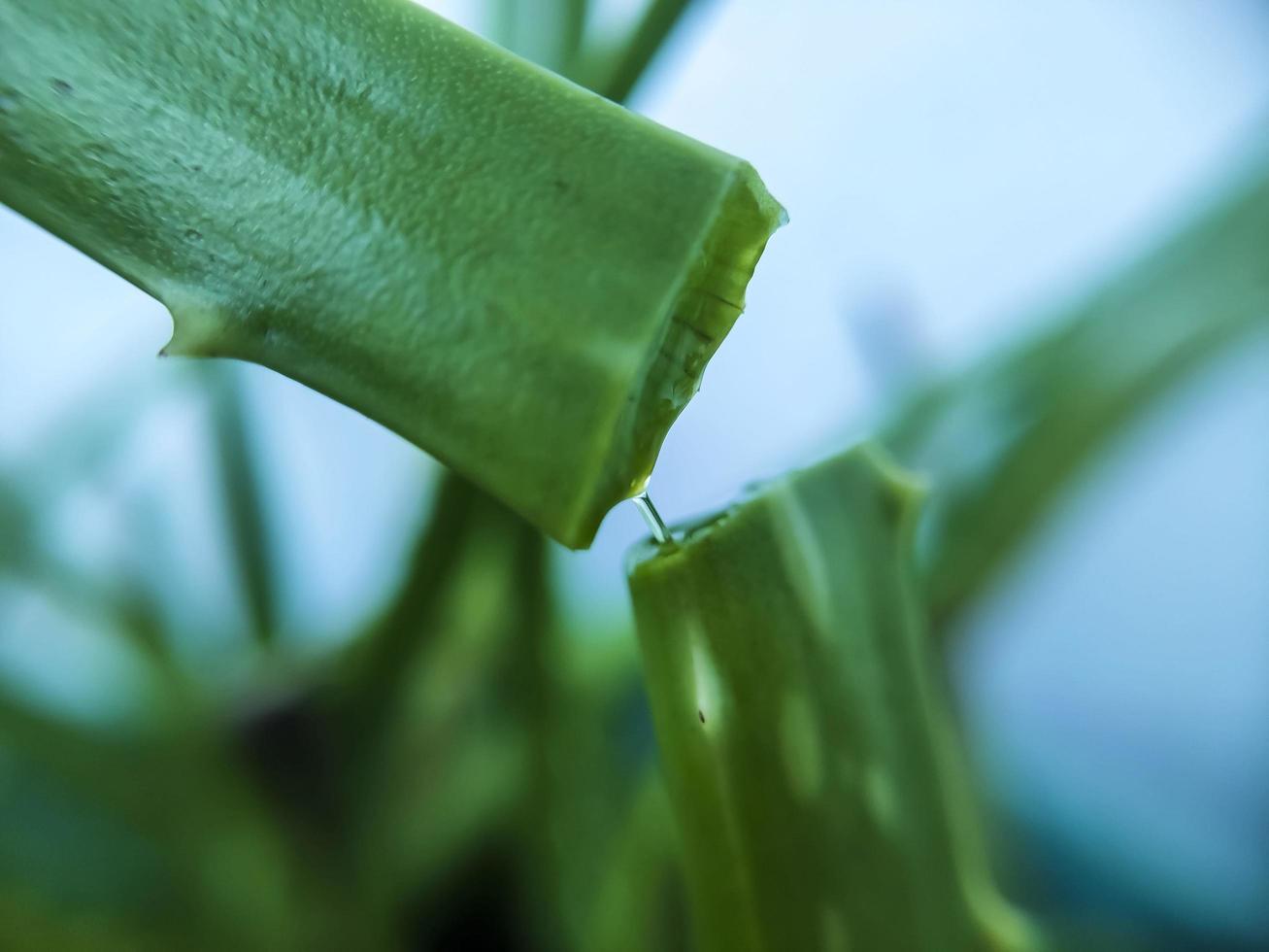 una comune pianta domestica. aloe vera con il suo gel dai molteplici benefici. foto