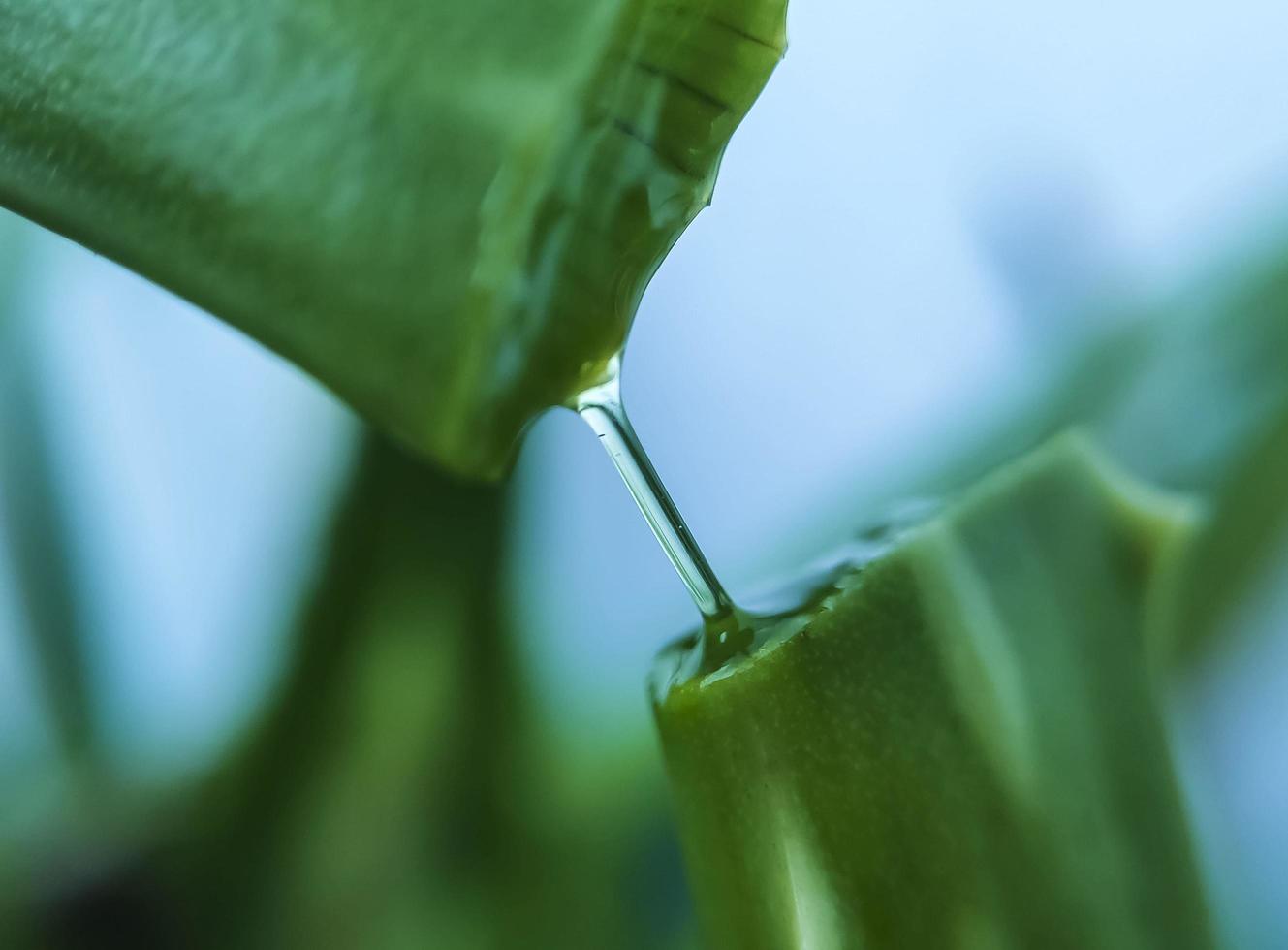 una comune pianta domestica. aloe vera con il suo gel dai molteplici benefici. foto