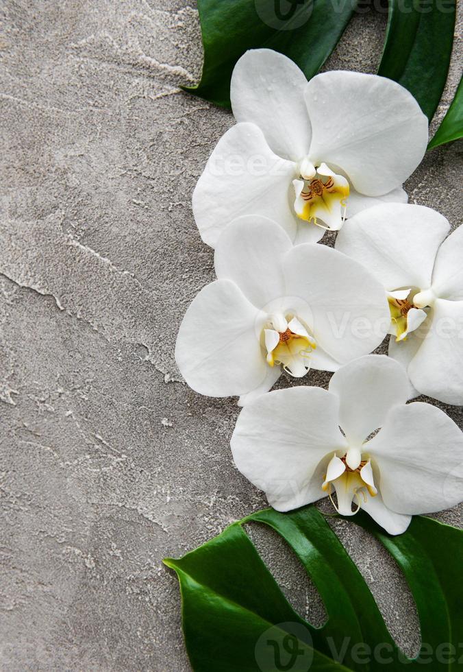 foglie tropicali monstera e fiori di orchidea bianca foto