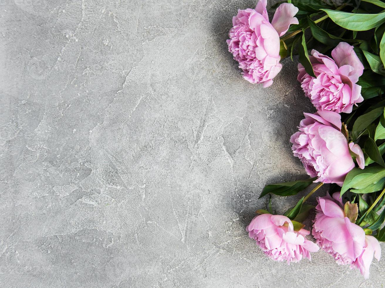 bellissimi fiori di peonia rosa foto