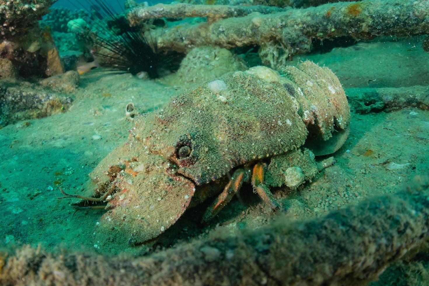 aragoste nel mar rosso colorate e belle, eilat israele foto