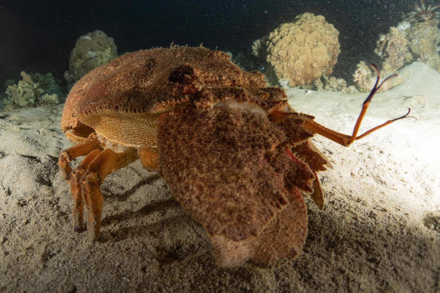 aragoste nel mar rosso colorate e belle, eilat israele foto