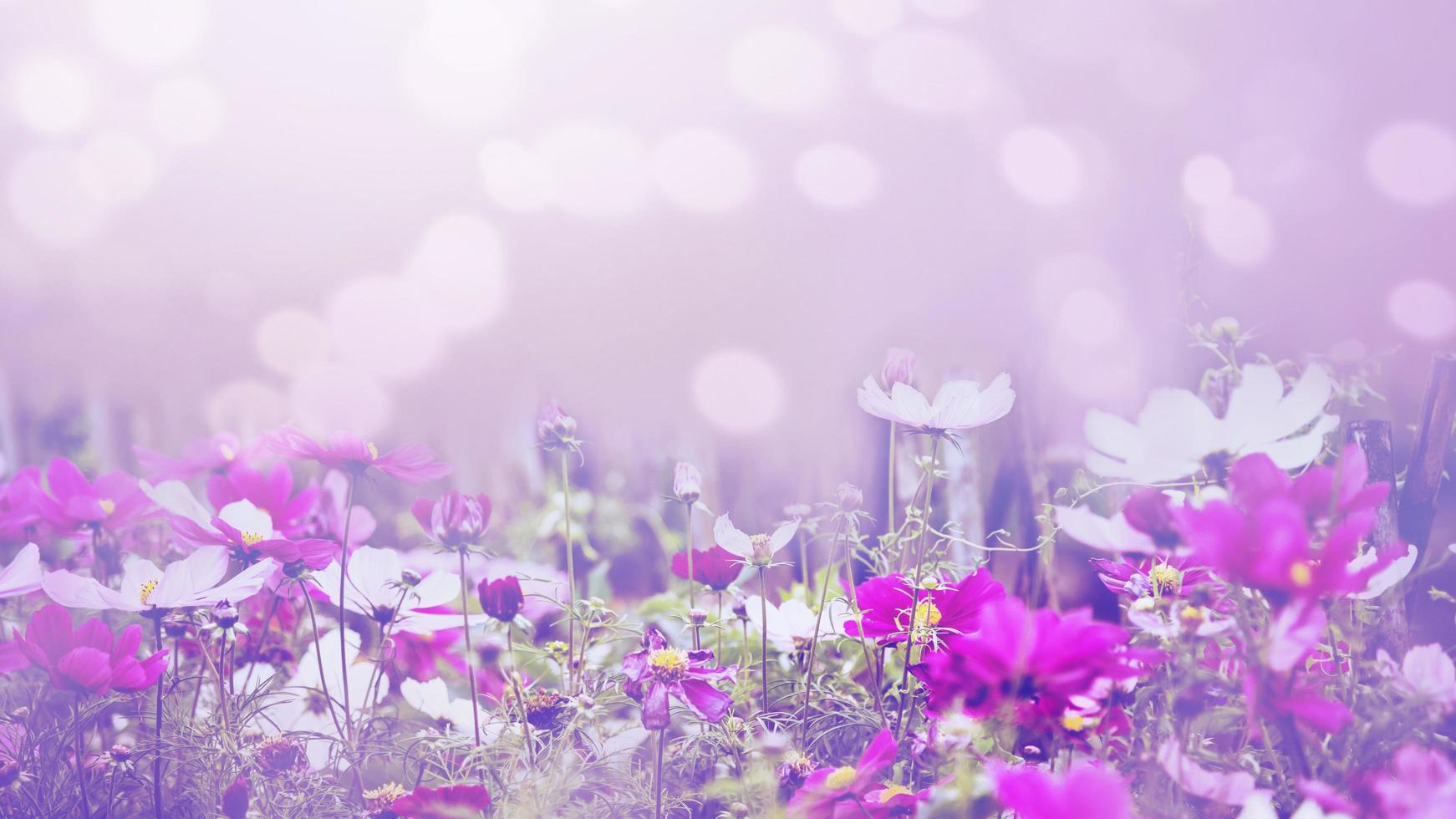 sfondo natura fiore messicano aster rosa. sfocatura dello sfondo del fiore. fiore di carta da parati, spazio per il testo. cosmo di zolfo. cosmo rosa. foto