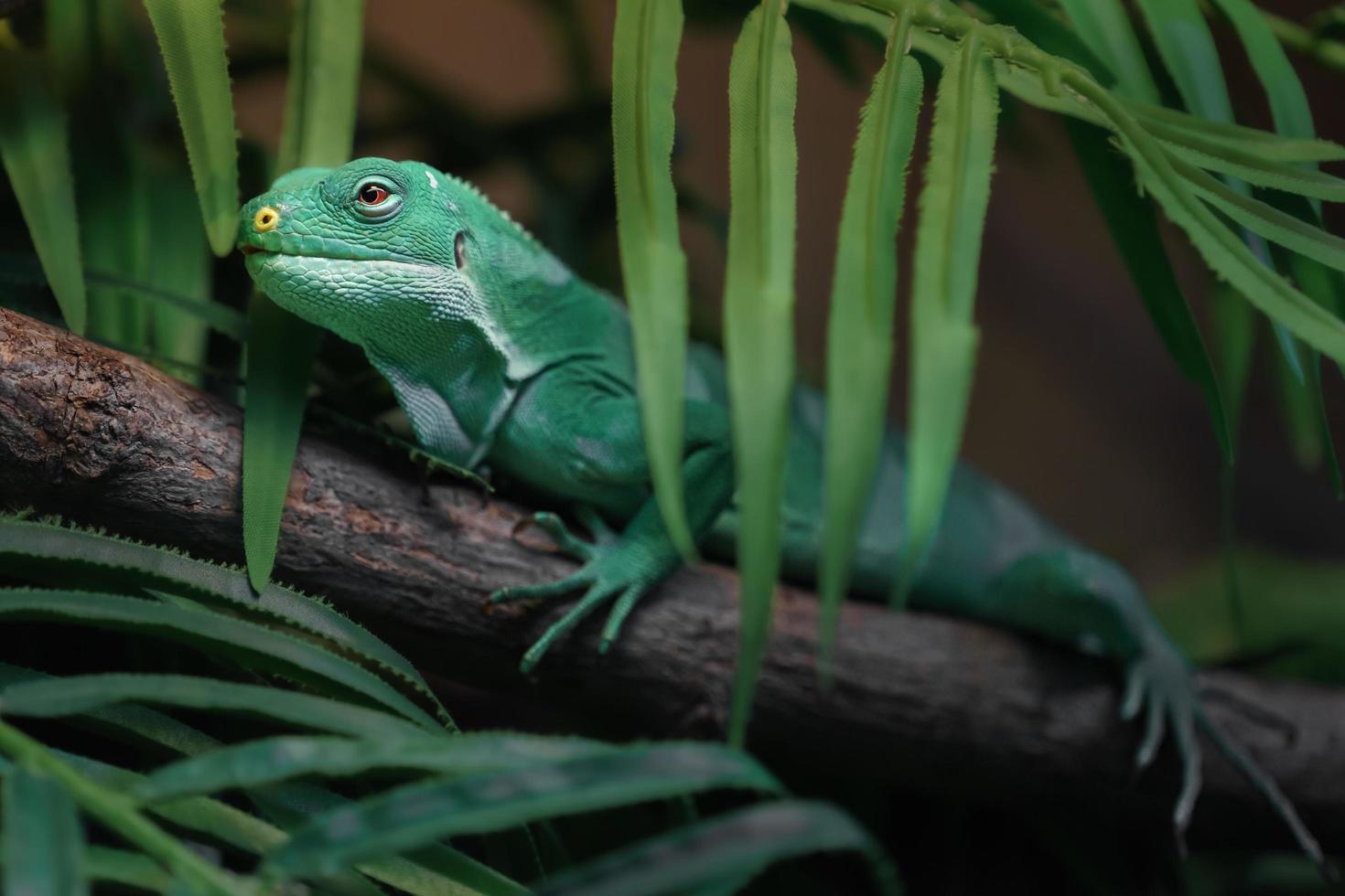 iguana fasciata delle Figi foto