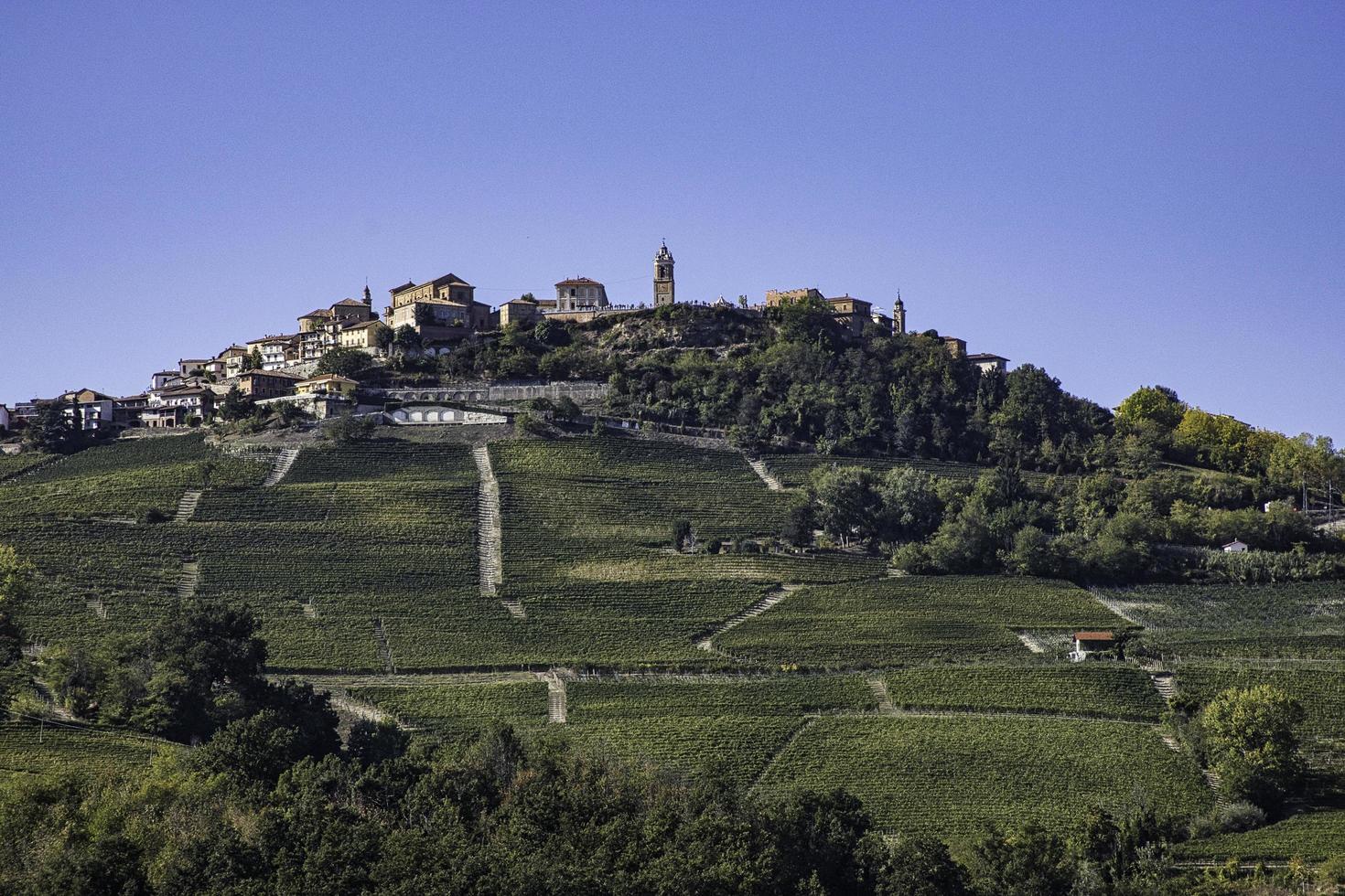 i vigneti delle langhe piemontesi in autunno al momento della vendemmia foto