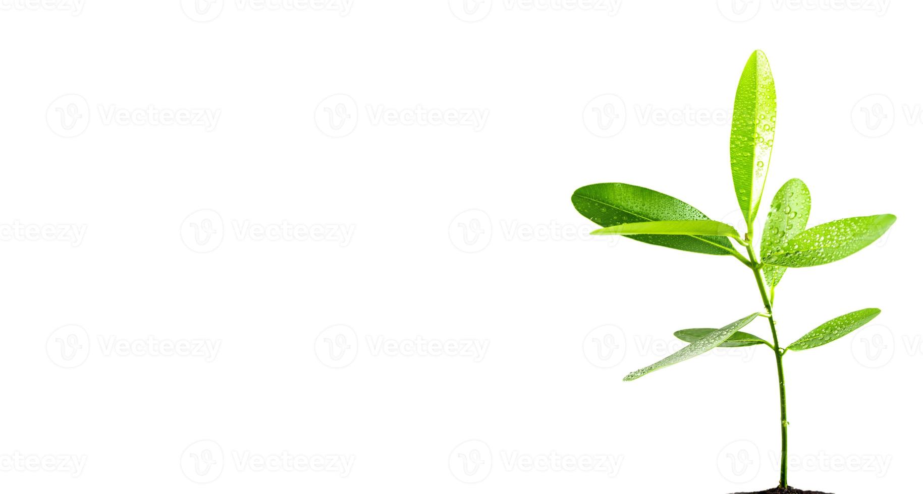 freschezza foglie di giovane pianta di alloro alessandrino foto